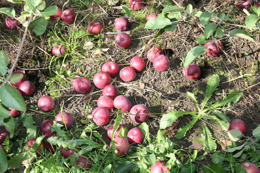 apple-picking-18