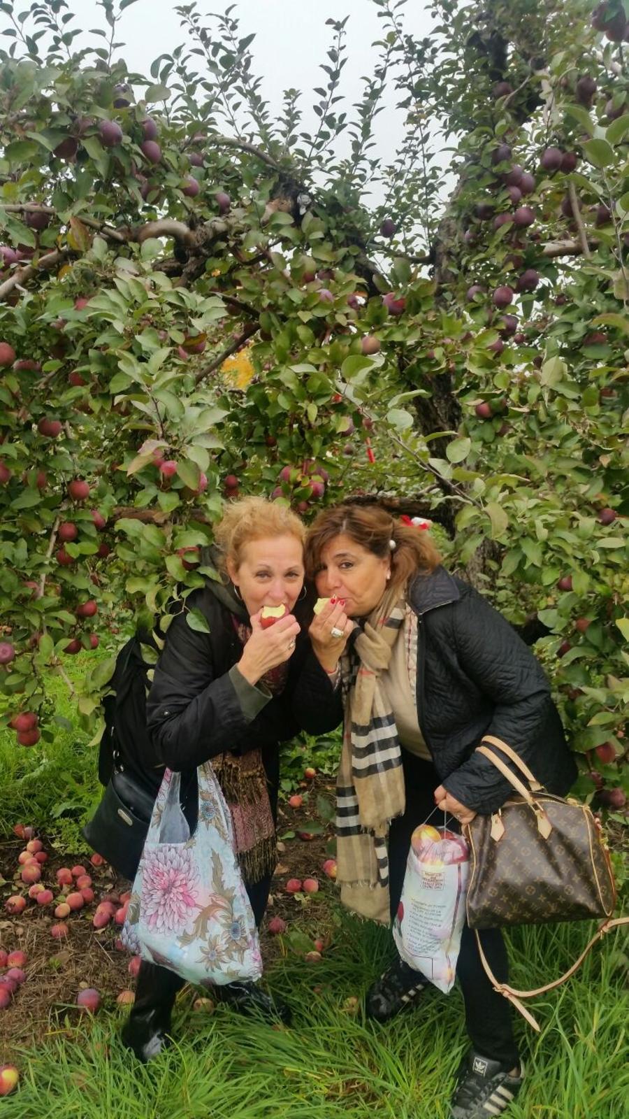ccbe-apple-picking