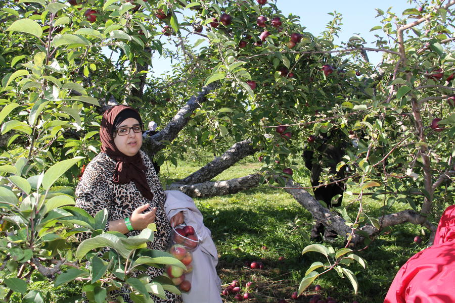 apple-picking-15