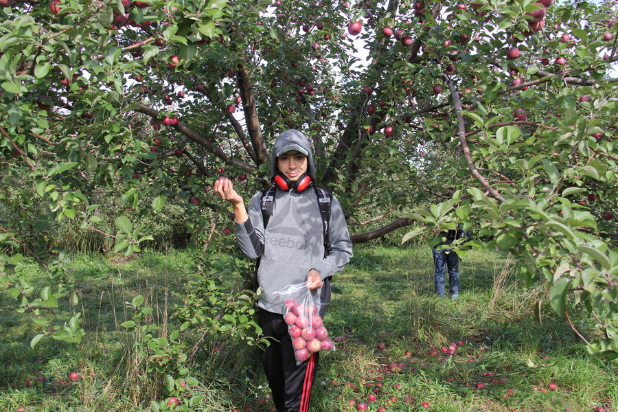 apple-picking-30